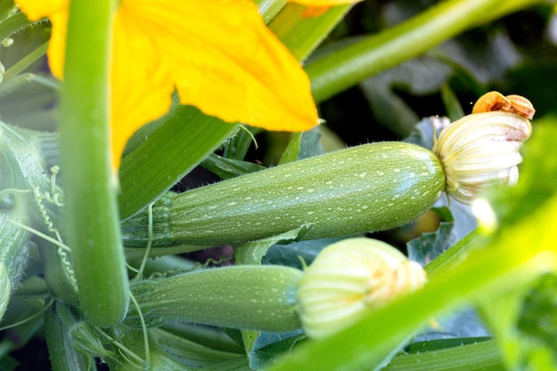 Le zucchine crescono in giardino