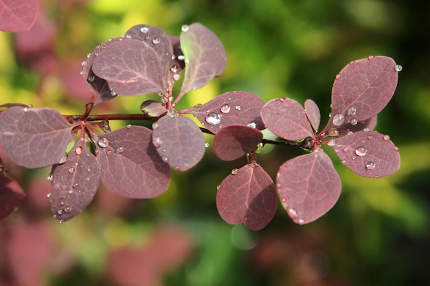 Leaf background