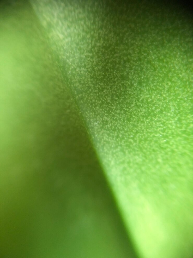 Leaf closeup macro photo that has white spots on it nature details and texture