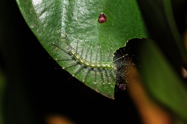 Leaf Lover