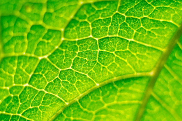 Leaf Macro