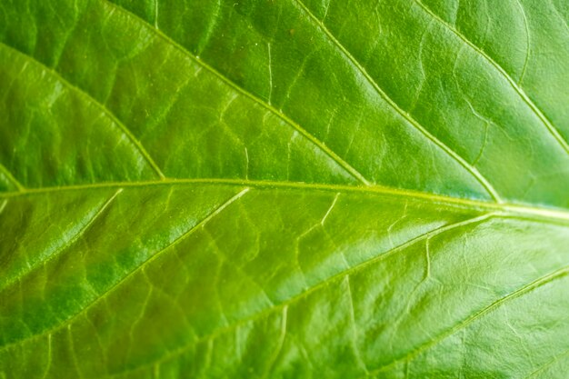 leaf texture verde