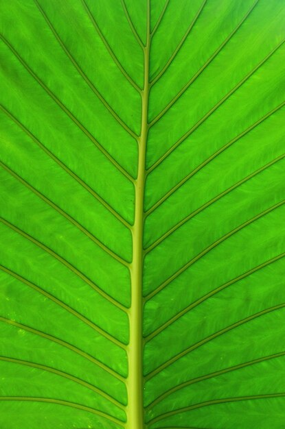leaf texture verde