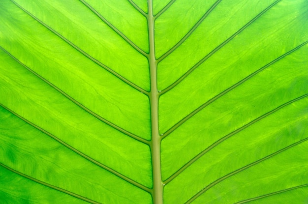 leaf texture verde