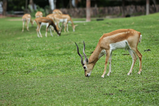 Least Concern Blackbuck o Antilope cervicapra