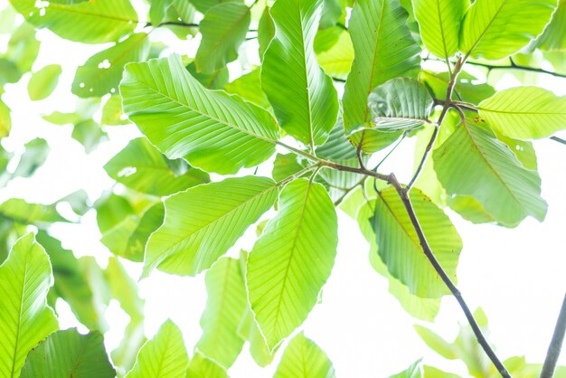 Leaved sfondo verde naturale.