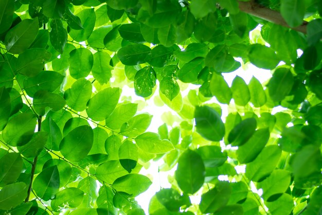 Leaved sfondo verde naturale.