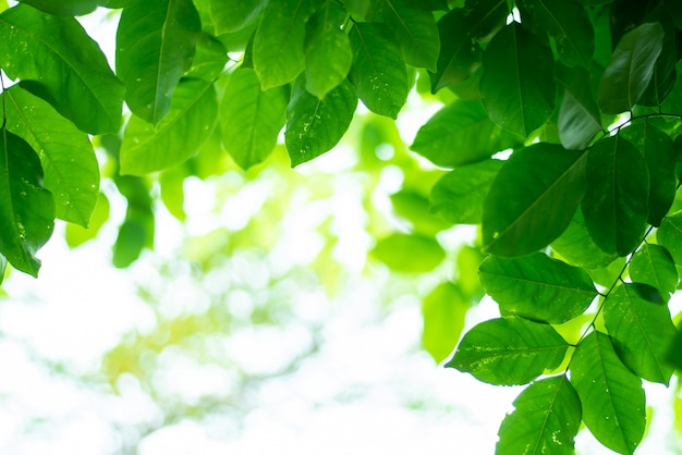 Leaved sfondo verde naturale.