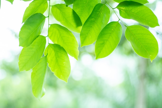 Leaved sfondo verde naturale.