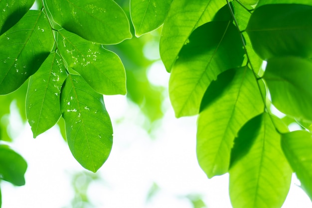 Leaved sfondo verde naturale.