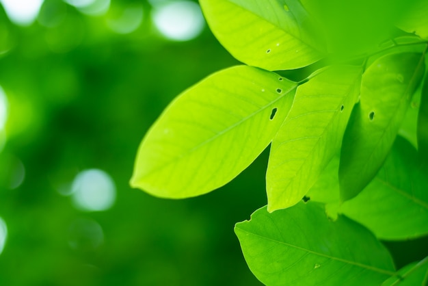 Leaved sfondo verde naturale.