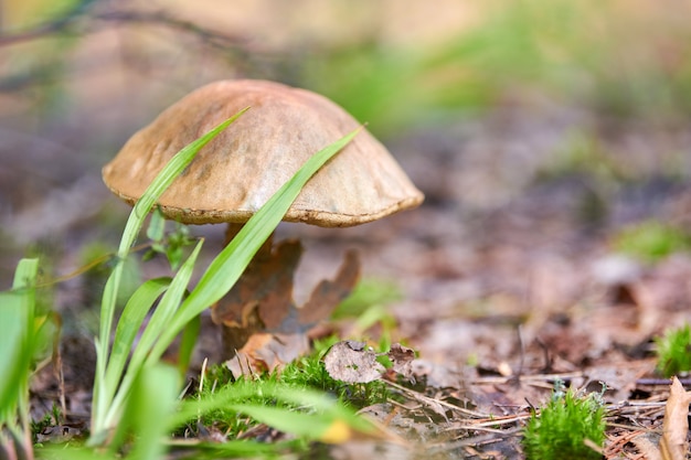 Leccinum versipelle fungo nella foresta d'autunno. Bolete di betulla arancione. Pasto sano commestibile.