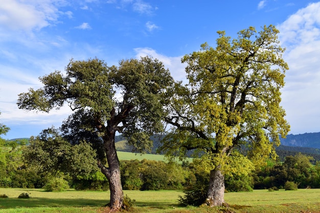 Leccio Quercus ilex a sinistra e leccio Quercus faginea a destra