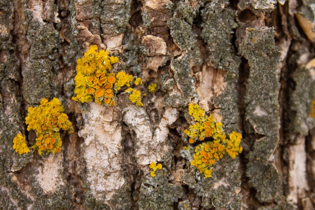 Lecheynik giallo sulla corona di un albero