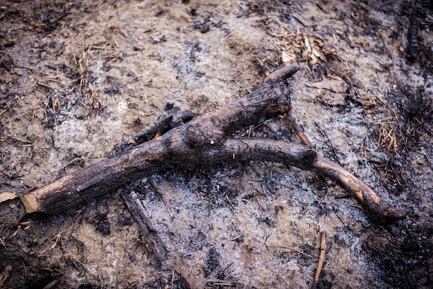 Legna da ardere nel fuoco del campo