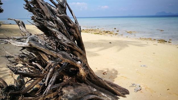 Legna galleggiante sulla spiaggia