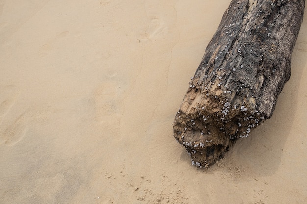 Legname decaduto sul bellissimo sfondo spiaggia.