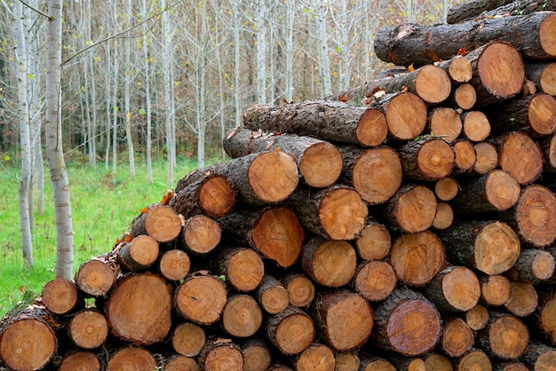 Legname di pino, pronto per il trasporto dalla foresta