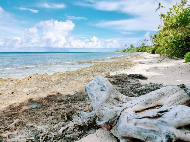 Legno alla deriva sulla spiaggia contro il cielo