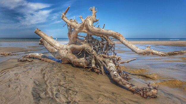 Legno alla deriva sulla spiaggia