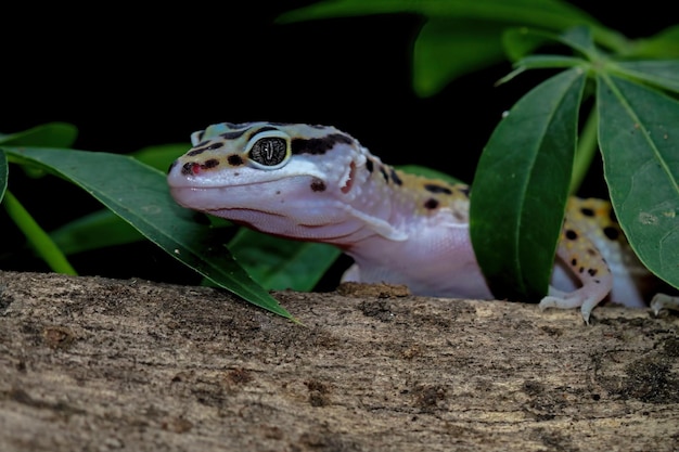 Legno del primo piano del geco leopardo