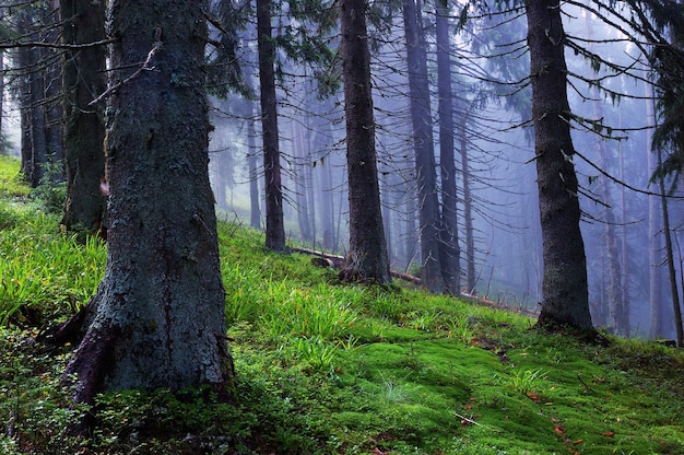 Legno di conifere in montagna dopo una pioggia