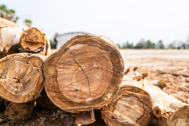 Legno di eucalipto disposto a strati, pila di tronchi di legno di eucalipto pronti per l'industria.