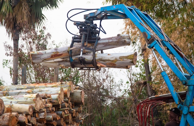 Legno di eucalipto disposto a strati, pila di tronchi di legno di eucalipto pronti per l'industria.