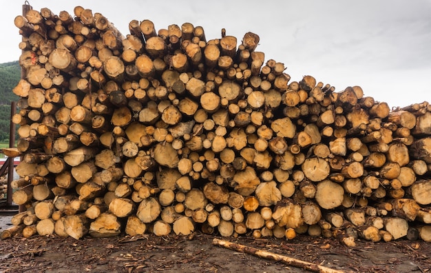 Legno di legname rotondo accatastato in un mucchio alla segheria