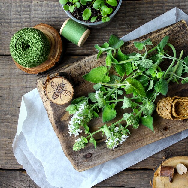 Legno di menta verde