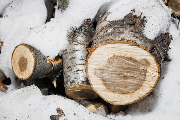 Legno di pino