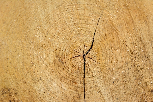 Legno di tronchi ad anello di albero. Struttura organica naturale con superficie screpolata e ruvida. Vista macro ravvicinata della sezione dell'albero in legno tagliato fine con crepe. Superficie in legno con anelli annuali.