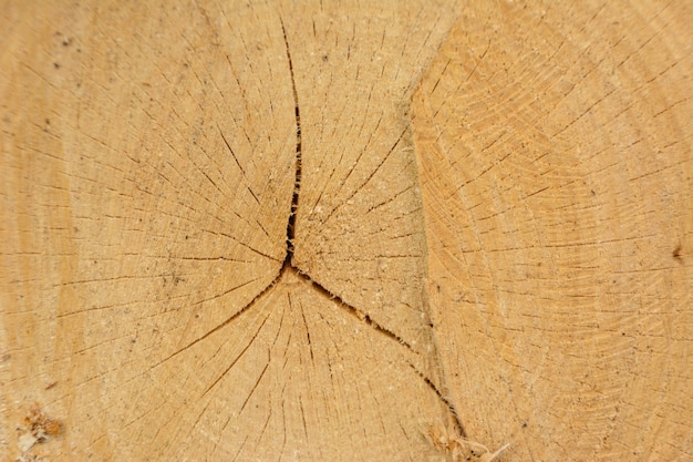 Legno di tronchi ad anello di albero. Struttura organica naturale con superficie screpolata e ruvida. Vista macro ravvicinata della sezione dell'albero in legno tagliato fine con crepe. Superficie in legno con anelli annuali.