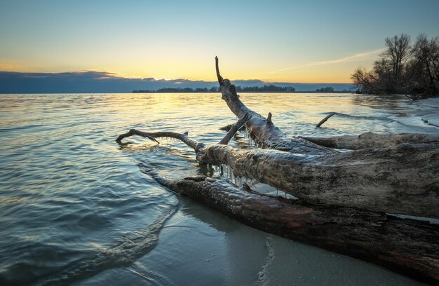 Legno morto in mare al tramonto. Un intoppo sulla sabbia della spiaggia