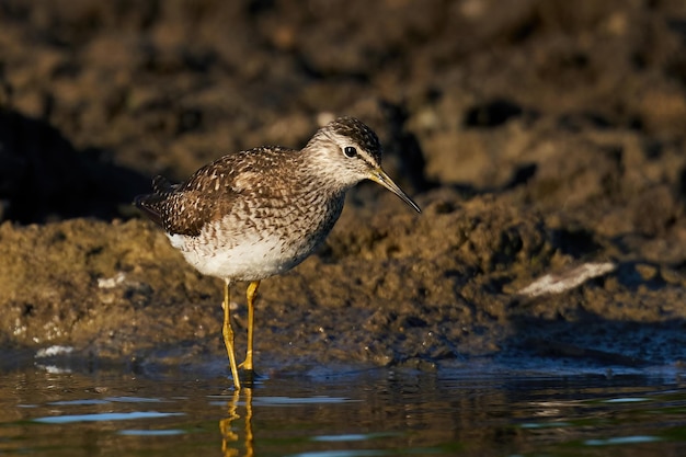 Legno Sandpiper Tringa glareola