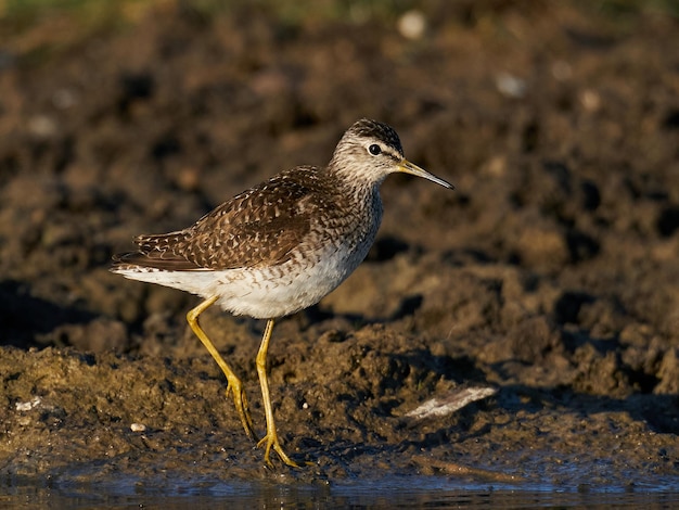 Legno Sandpiper Tringa glareola