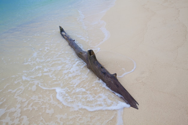 Legno sulla spiaggia sabbiosa. Sfondo blurry astratto.