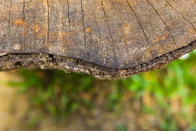 legno vecchio tagliato sul giardino verde