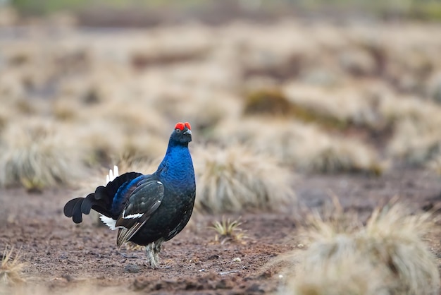 Lekking fagiano di monte sul terreno