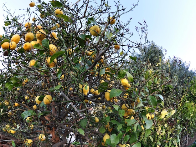 Lemon Tree