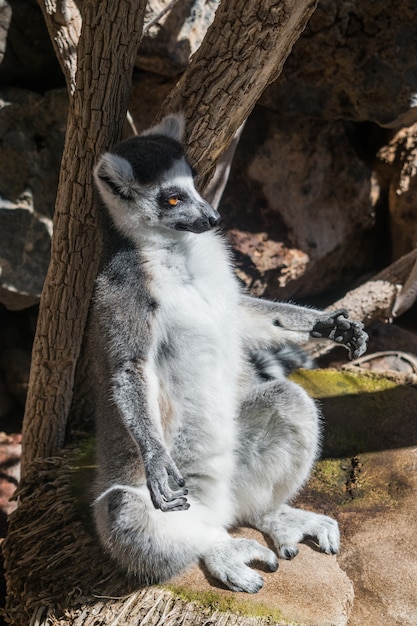 Lemure catta (Lemur catta)