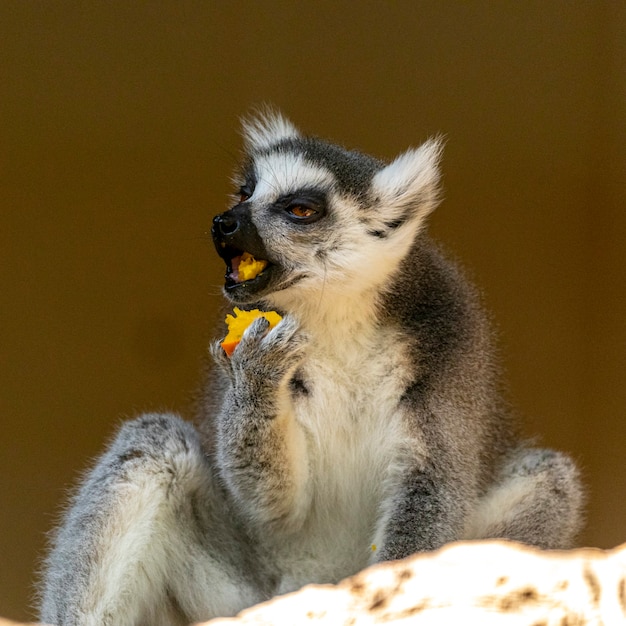 Lemure coda ad anello