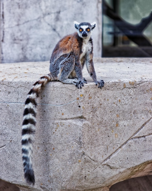 Lemure dalla coda ad anelli nello zoo della cittadella di Besancon, nella regione della Borgogna Franca Contea in Francia.