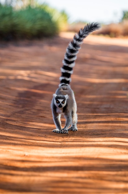 Lemure dalla coda ad anelli sta andando a terra