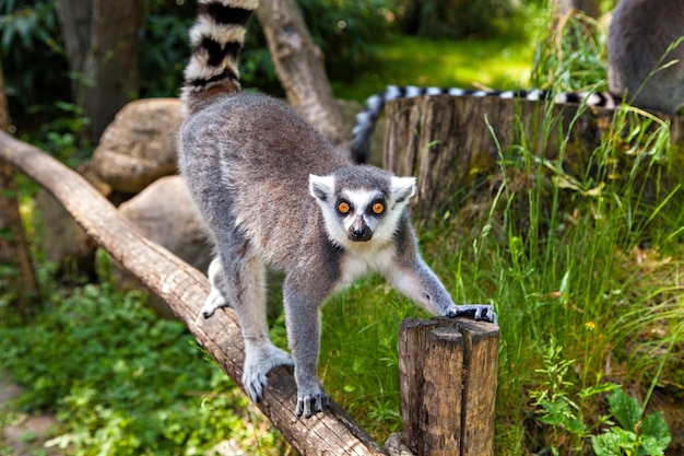 Lemure dalla coda ad anelli sull'albero, Lemur Catta