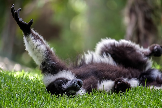 Lemure ruffed bianco e nero (Varecia variegata)