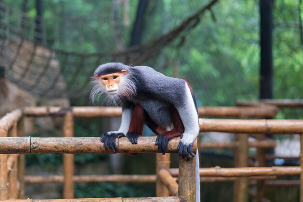 Lemuri a cinque colori o a gambe rosse e nome scientifico pygathrix nemaeus in una gabbia allo zoo