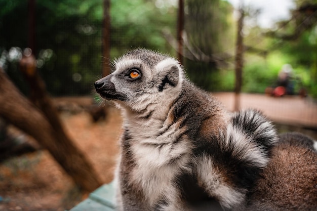 Lemuri carini divertenti allo zoo