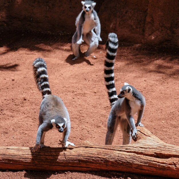 Lemuri dalla coda ad anelli (Lemur catta) al Bioparco di Fuengirola