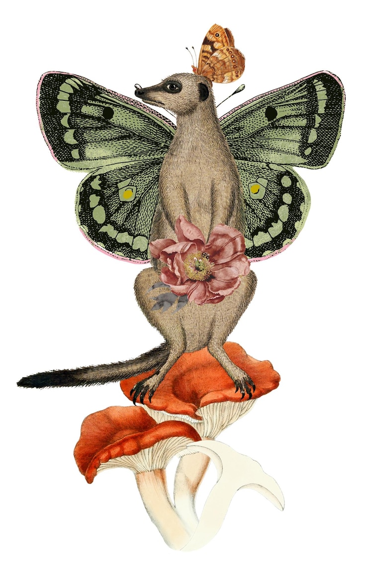 Foto lemuri png ali di farfalla sfondo trasparente